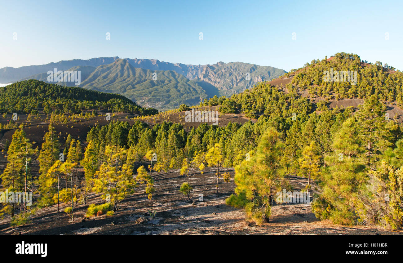 In canarie pine (Pinus canariensis), pini che crescono su ceneri vulcaniche del Montana, Quemada Isole Canarie La Palma Foto Stock
