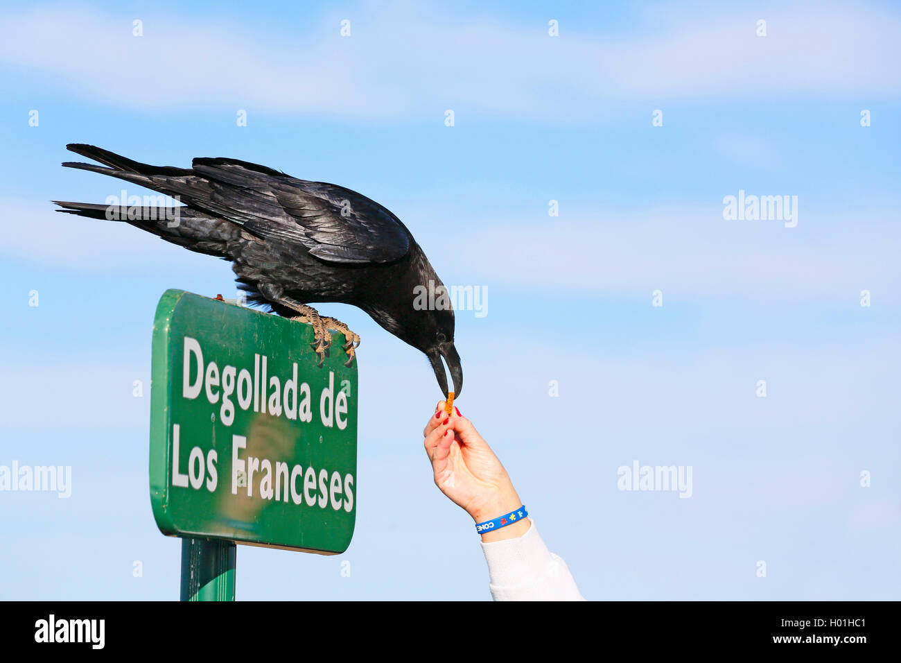 Comune di corvo imperiale (Corvus corax), mangia un biscotto dalla mano di un turista isole canarie La Palma, Caldera Taburiente National Park Foto Stock