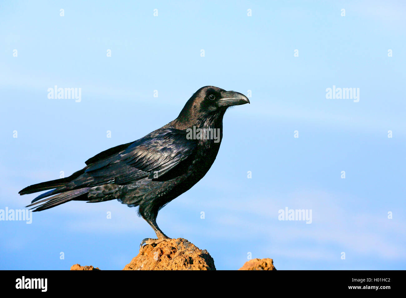 Comune di corvo imperiale (Corvus corax), sorge su di una pietra, Isole Canarie La Palma, Caldera Taburiente National Park Foto Stock