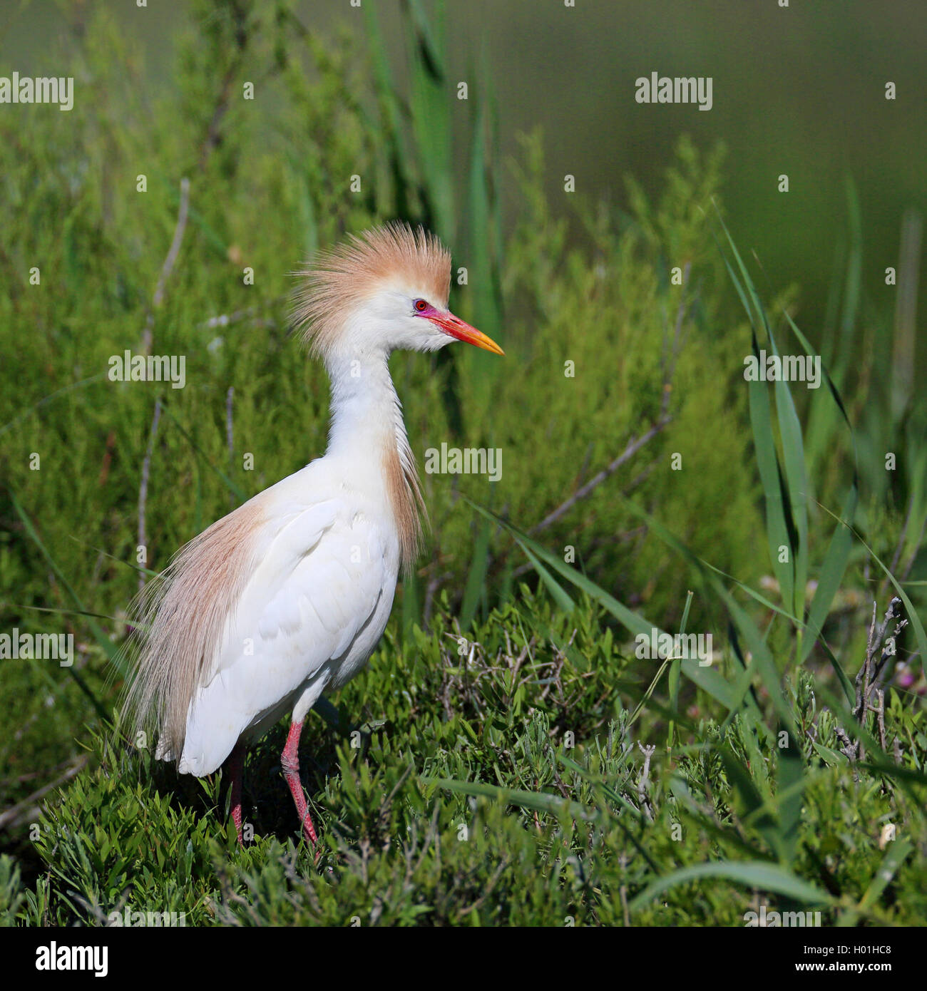 Airone guardabuoi, Buff-backed heron (Ardeola ibis, Bubulcus ibis), heron in allevamento piumaggio, Francia, Camargue Foto Stock