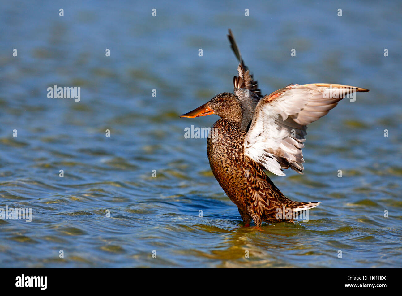 Northern mestolone (Anas clypeata), femmina batte con le ali in acque poco profonde, Paesi Bassi, Frisia Foto Stock