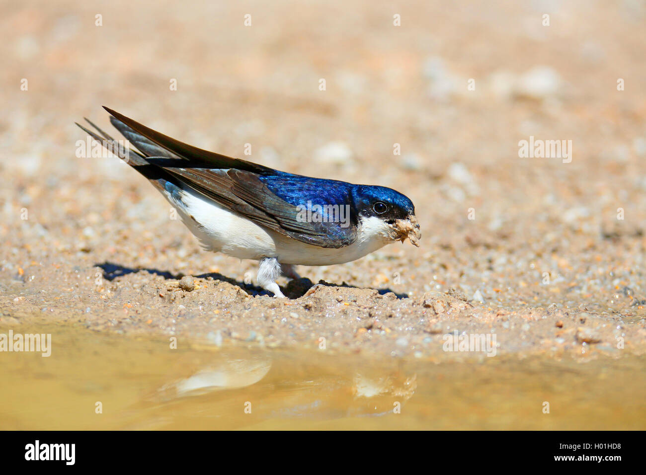 Casa comune martin (Delichon urbica), con materiale di nidificazione nella fattura in corrispondenza di un foro per l'acqua, vista laterale, Grecia, Lesbo Foto Stock