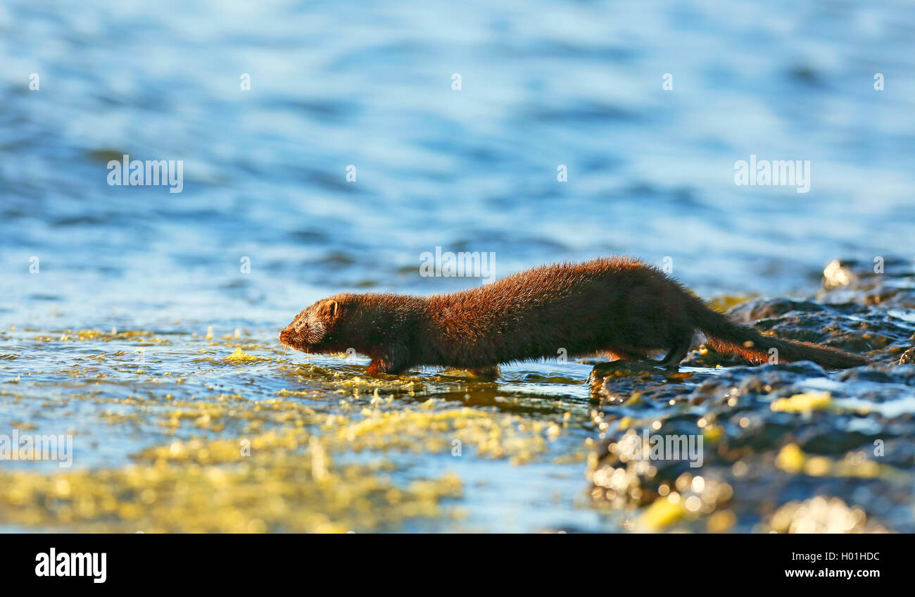 American visone, visoni (Mustela vison, Neovison vison), corre per il Mar Baltico, Svezia, Oeland Foto Stock