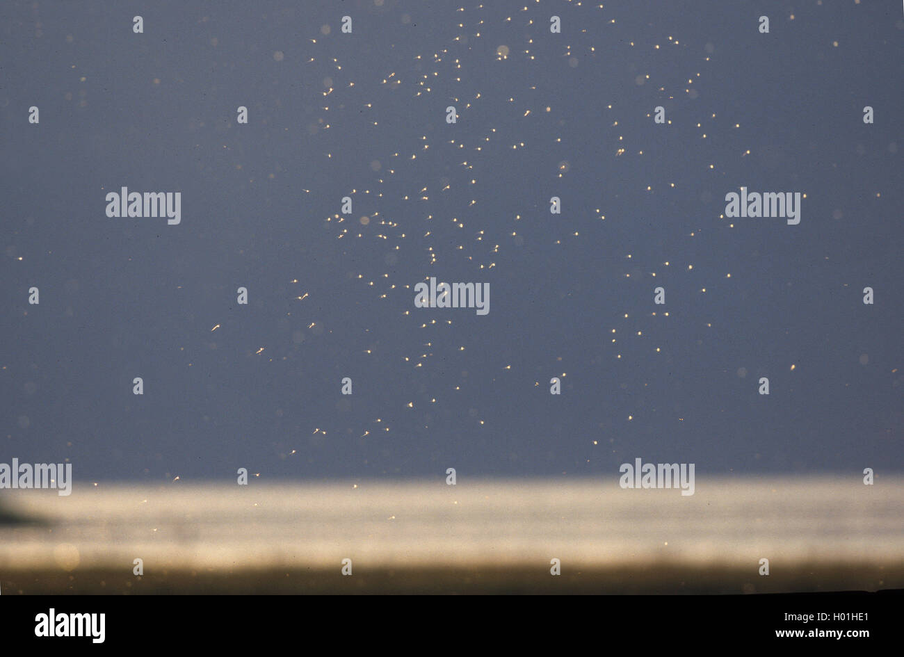 Nonbiting moscerini e zanzare (Chironomidae), dancing nuvola di moscerini contro la luce, Paesi Bassi, Frisia, Ijsselmeer Foto Stock
