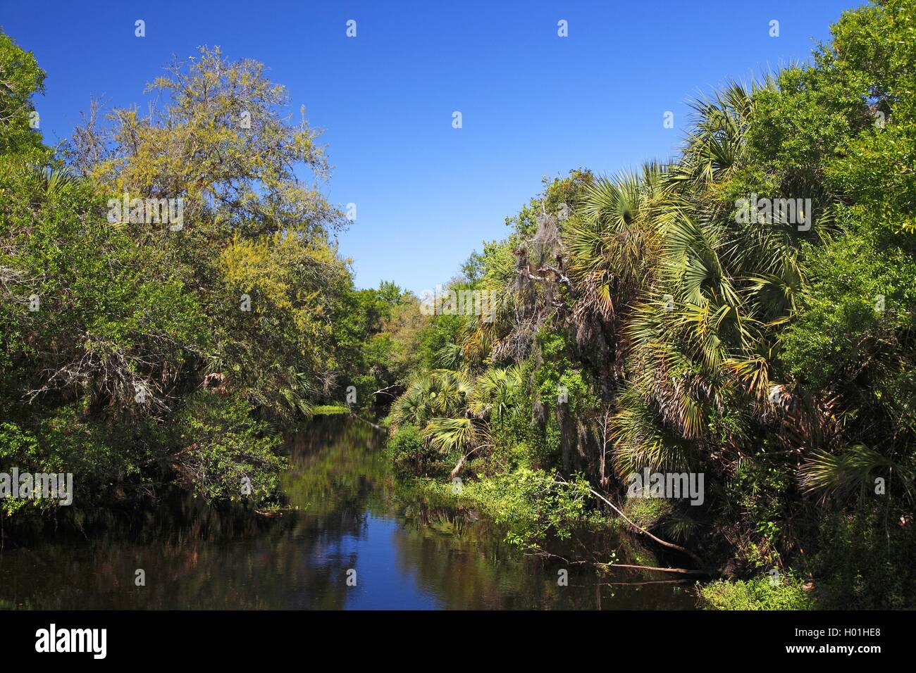 Subtropicale foresta di palude, STATI UNITI D'AMERICA, Florida, Myakka Parco Nazionale Foto Stock