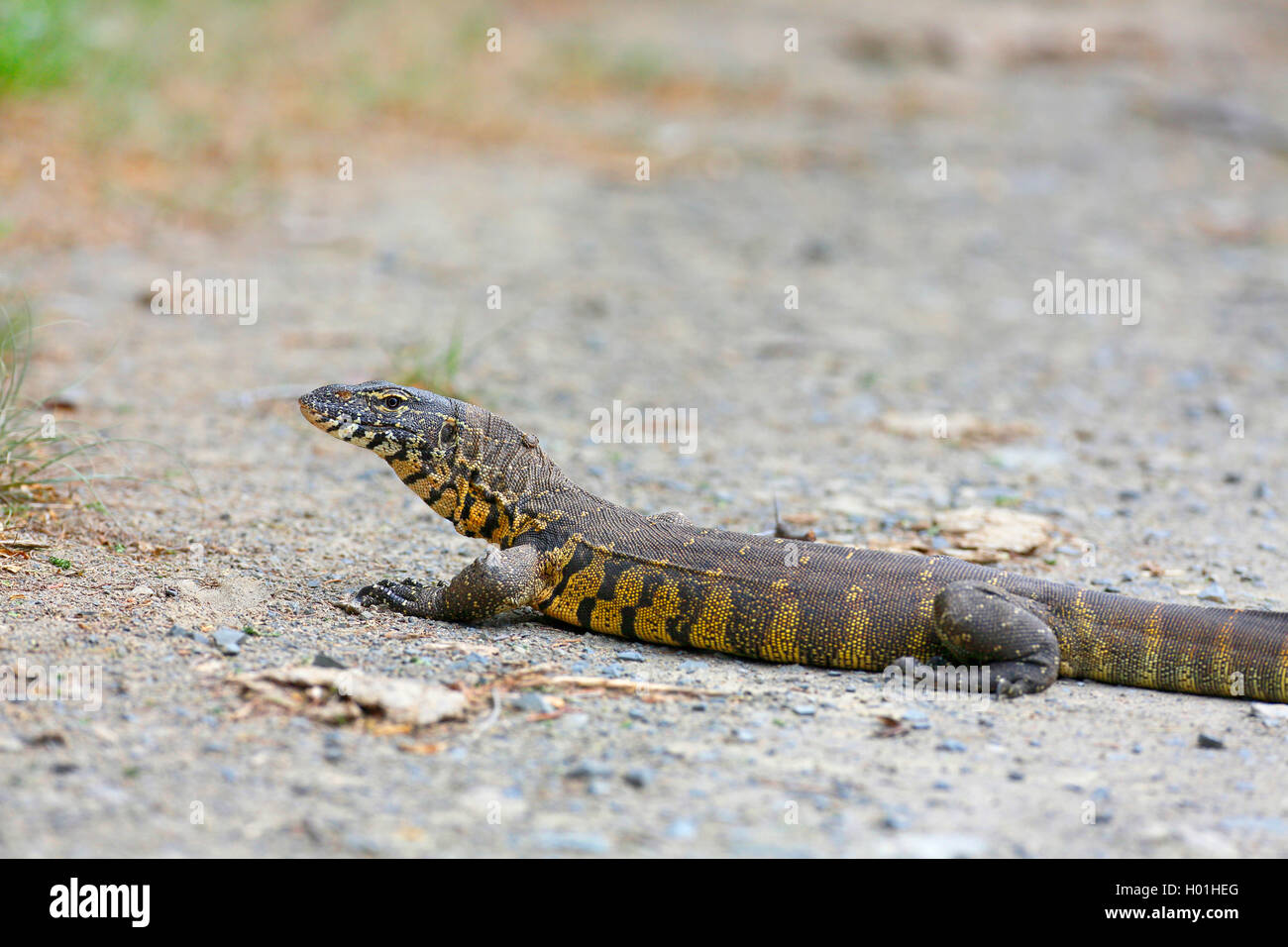 Monitor del Nilo (Varanus niloticus), siede sulla terra, Sud Africa, Eastern Cape, Mountain Zebra National Park Foto Stock