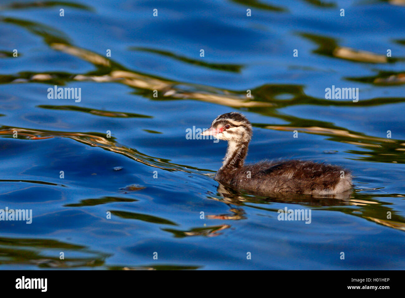 Ohrentaucher, Ohren-Taucher (Podiceps auritus), schwimmendes Kueken, Seitenansicht, Finnland, Isole Aland | svasso della Slavonia (Po Foto Stock