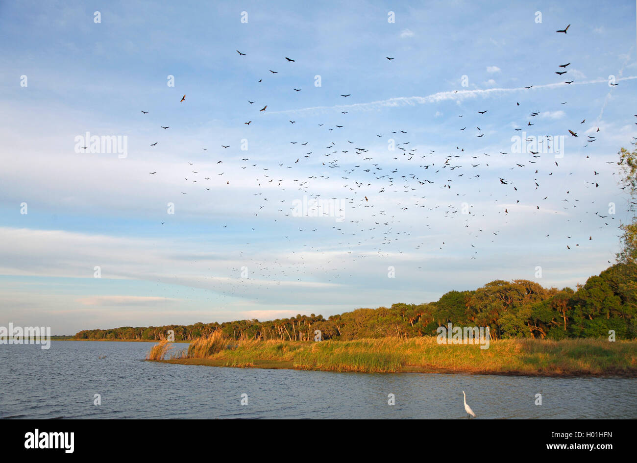 American avvoltoio nero (Coragyps atratus), gli avvoltoi della ruota in corrispondenza del luogo sono ' appollaiati in serata , STATI UNITI, Florida, Myakka Parco Nazionale Foto Stock