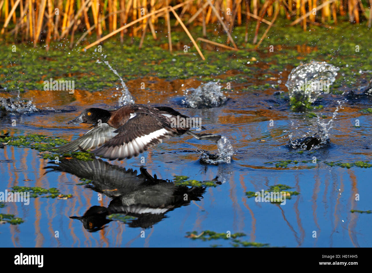 Moretta (Aythya fuligula), femmina battenti fuori dall'acqua, vista laterale, Paesi Bassi, Frisia Foto Stock