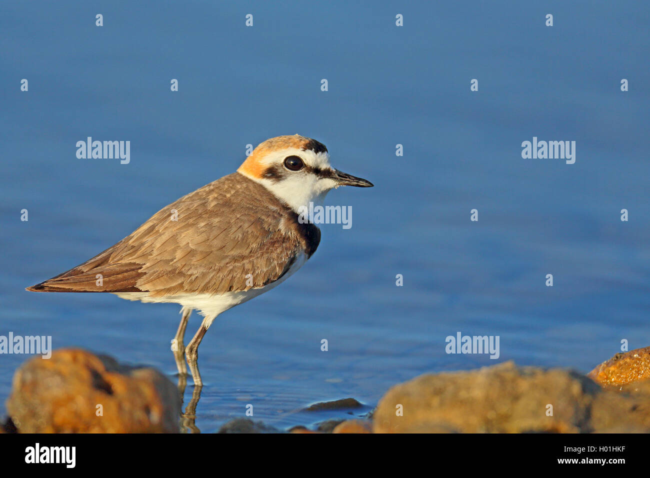 Fratino (Charadrius alexandrinus), maschio in allevamento piumaggio, sorge sulla riva, Francia, Camargue Foto Stock