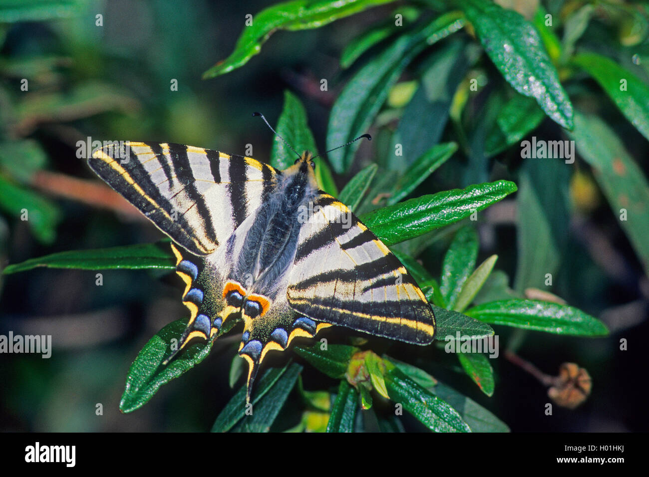 Scarse a coda di rondine, kite a coda di rondine (Iphiclides podalirius), si siede su un arbusto, Spagna Estremadura, La Serena Foto Stock