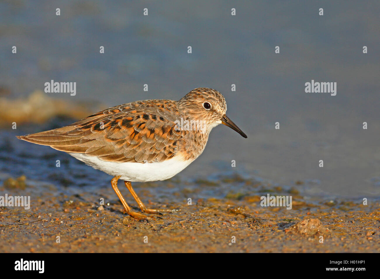 Di Temminck stint (Calidris temminckii), si erge in riva al mare, allevamento del piumaggio, Grecia, Lesbo Foto Stock