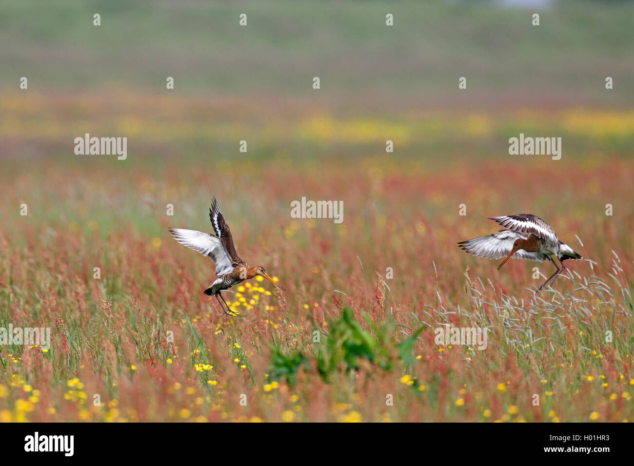 Nero-tailed godwit (Limosa limosa), godwits terreni in un prato, Paesi Bassi, Frisia Foto Stock