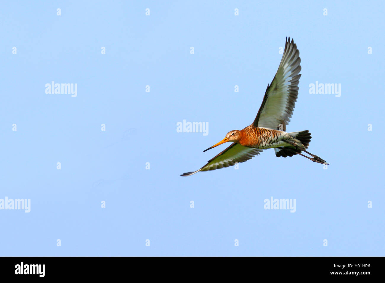 Uferschnepfe, Ufer-Schnepfe (Limosa limosa), fliegend, Niederlande, Friesland | nero-tailed godwit (Limosa limosa), volare, Net Foto Stock