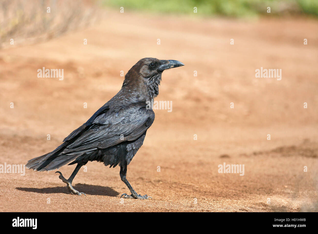 Brown a collo di corvo imperiale (Corvus ruficollis), passeggiate, Capo Verde Isole di Boavista Foto Stock