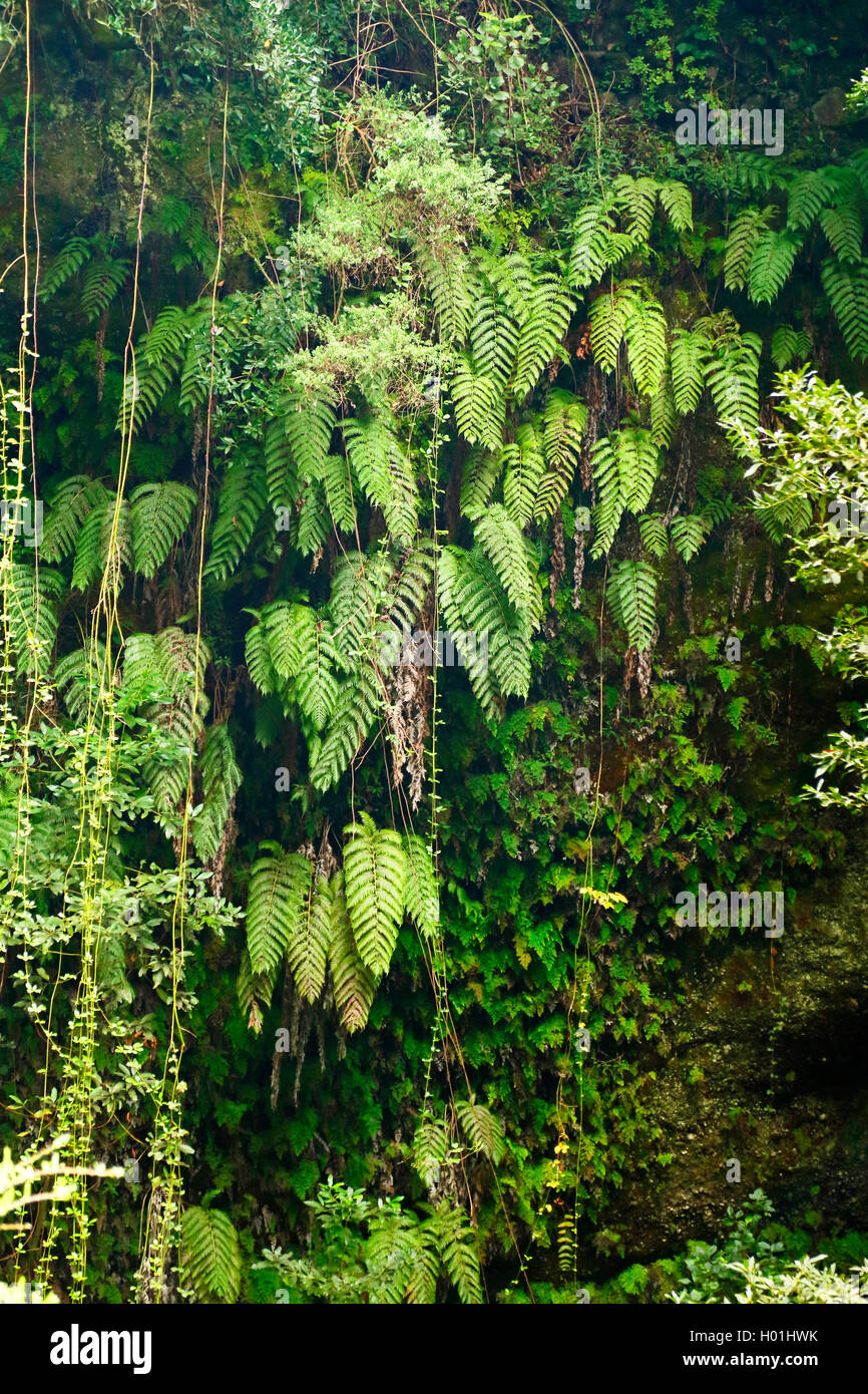 Catena, felce catena europea di felce, radicamento chainfern (Woodwardia radicans), felci ad una pendenza, Isole Canarie La Palma Foto Stock