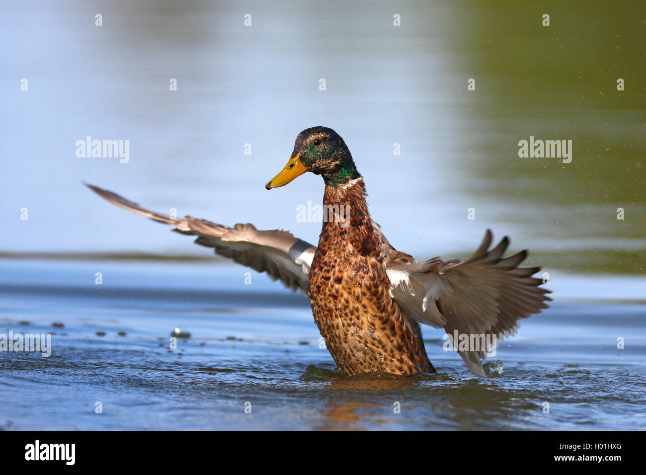 Il germano reale (Anas platyrhynchos), nuoto battiti maschio con le ali, Norvegia Tromso Foto Stock