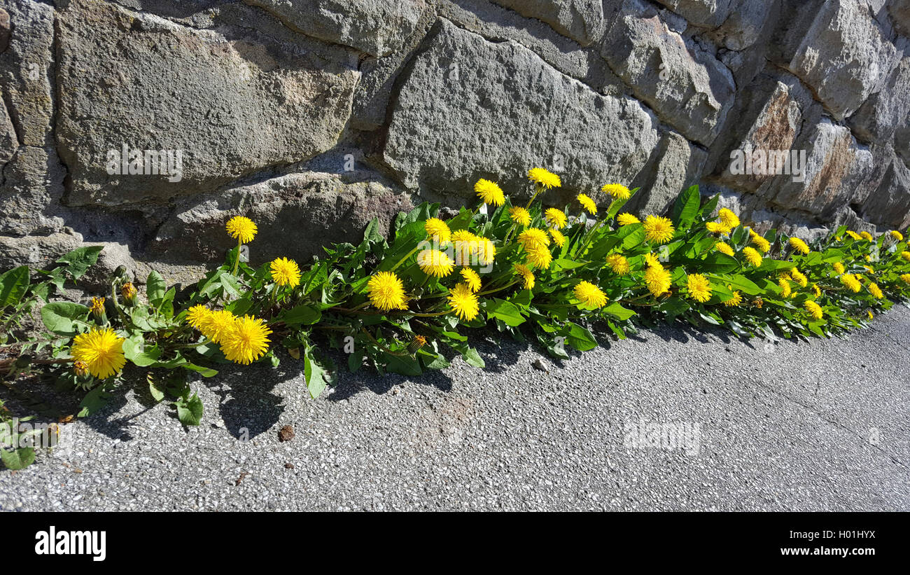 Gemeiner Loewenzahn, Pusteblume, Kuhblume, Wiesen-Loewenzahn, Wiesenloewenzahn (Taraxacum officinale), bluehender Loewenzahn am Foto Stock