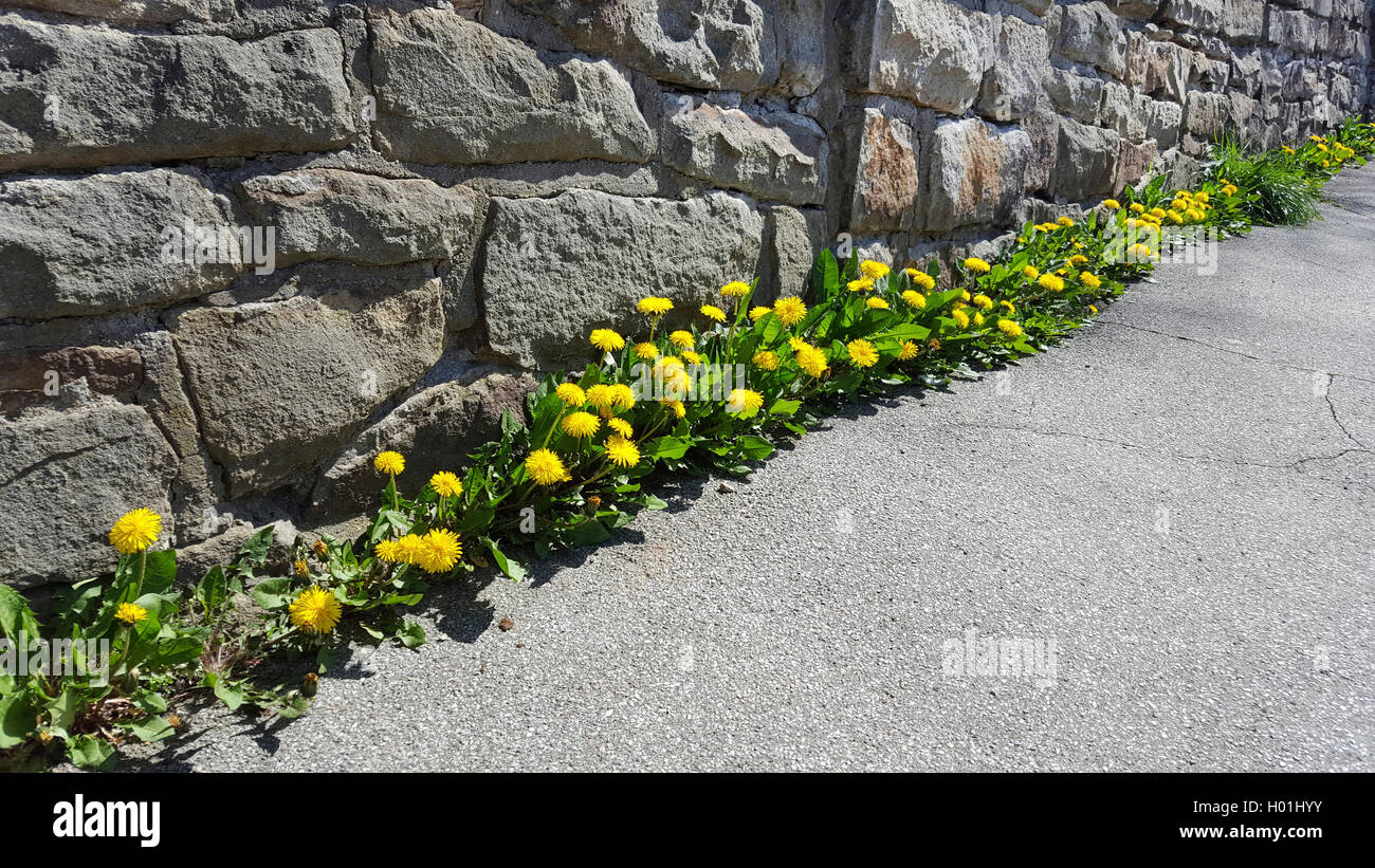 Gemeiner Loewenzahn, Pusteblume, Kuhblume, Wiesen-Loewenzahn, Wiesenloewenzahn (Taraxacum officinale), bluehender Loewenzahn am Foto Stock