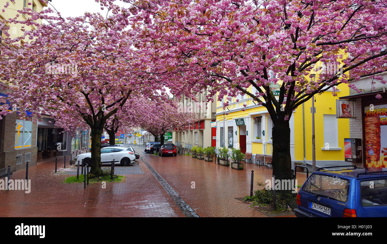 Oriental ciliegio (Prunus serrulata), ornamentali fioritura dei ciliegi vicolo in zona pedonale a pioggia, in Germania, in Renania settentrionale-Vestfalia, la zona della Ruhr, Witten Foto Stock