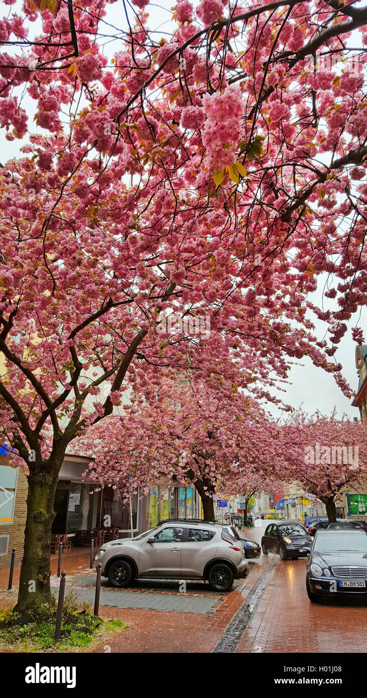 Oriental ciliegio (Prunus serrulata), ornamentali fioritura dei ciliegi vicolo in zona pedonale a pioggia, in Germania, in Renania settentrionale-Vestfalia, la zona della Ruhr, Witten Foto Stock