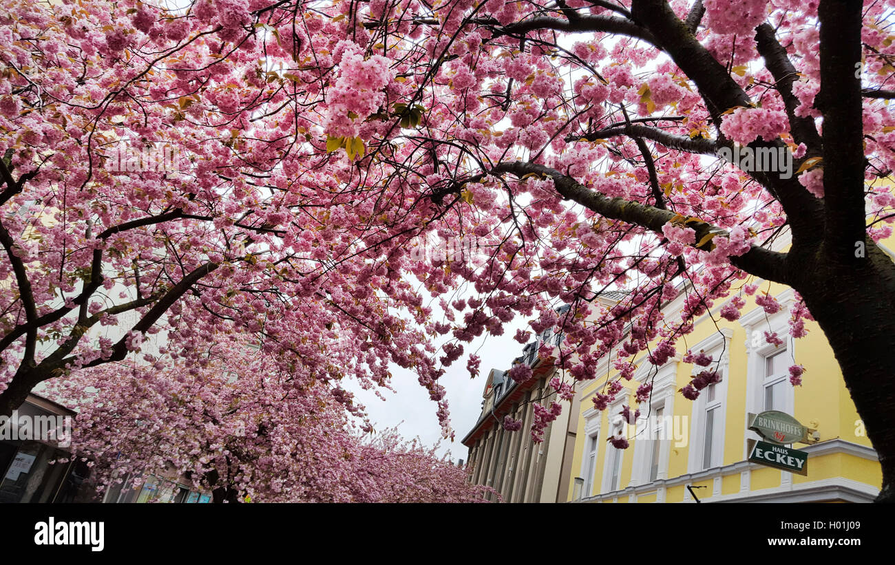 Oriental ciliegio (Prunus serrulata), ornamentali fioritura cherry in una zona residenziale a pioggia, in Germania, in Renania settentrionale-Vestfalia, la zona della Ruhr, Witten Foto Stock