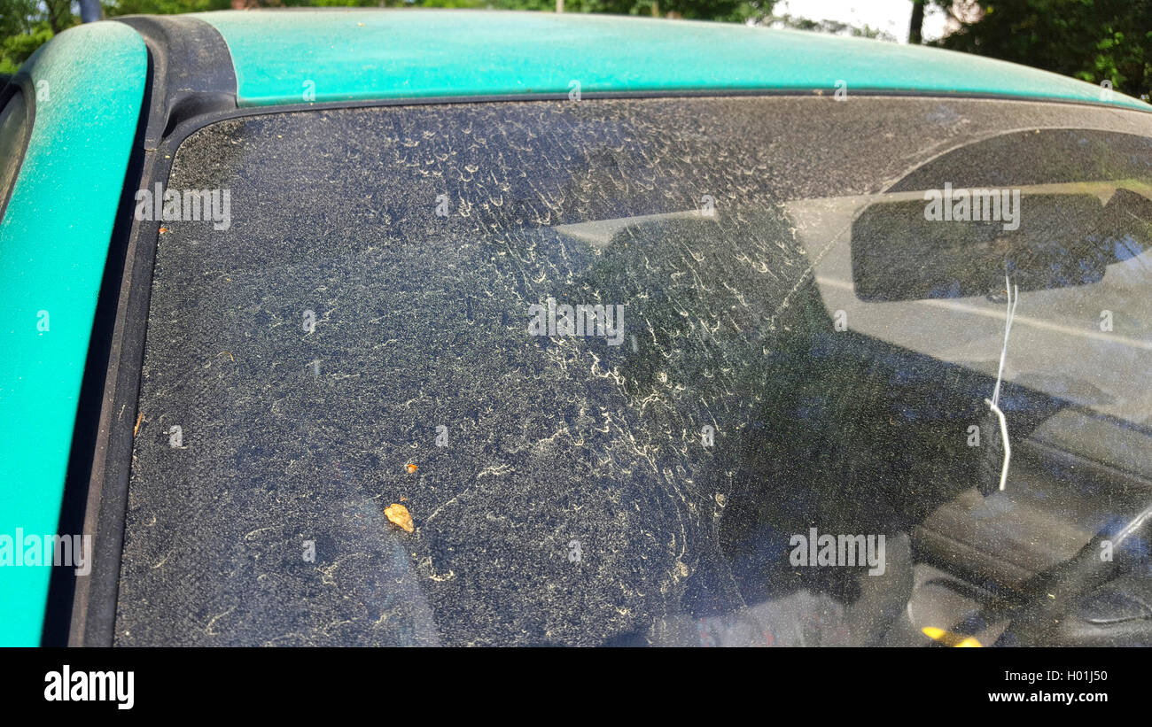 Massen von polline auf einer Windschutzscheibe, Deutschland | auto coperti con il polline, Germania | BLWS431755.jpg [ (c) blickwinkel Foto Stock
