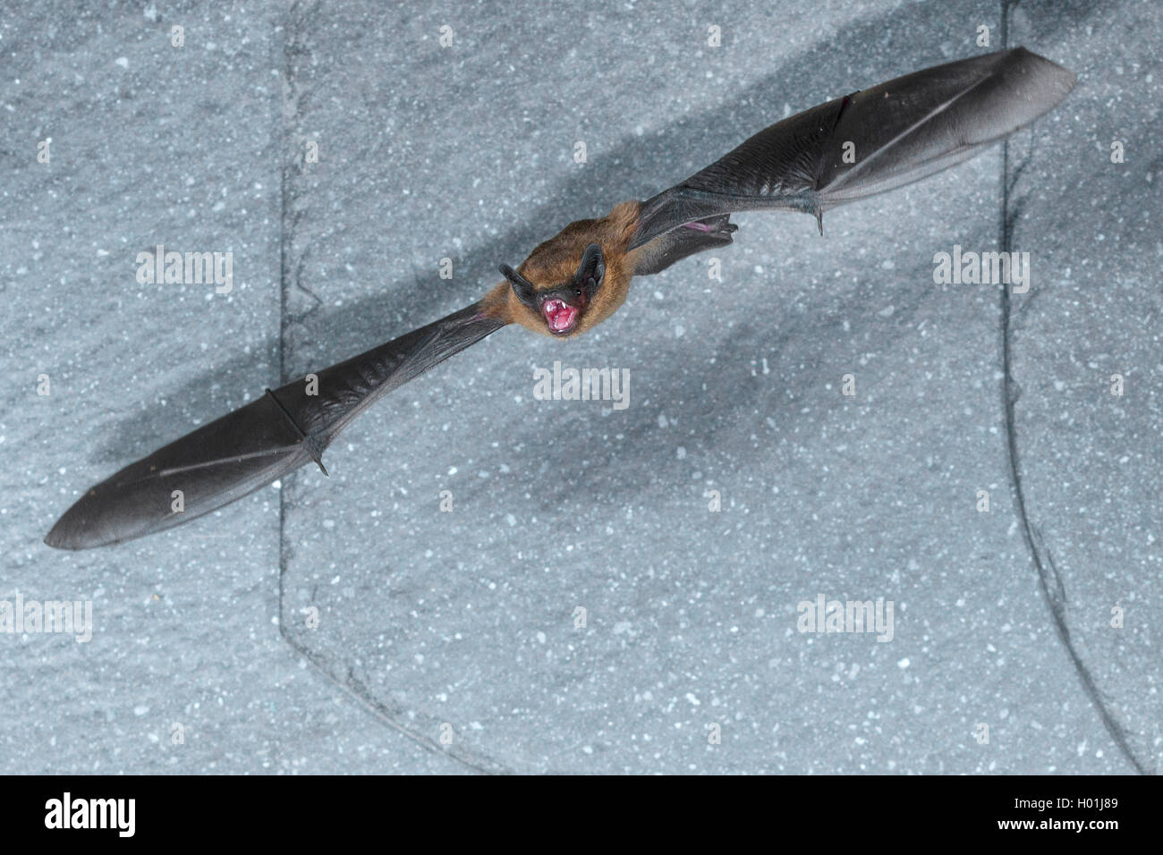 Comune (pipistrelle Pipistrellus pipistrellus), volando all'inizio buio fuori da una copertura in ardesia, vista frontale, in Germania, in Renania settentrionale-Vestfalia Foto Stock