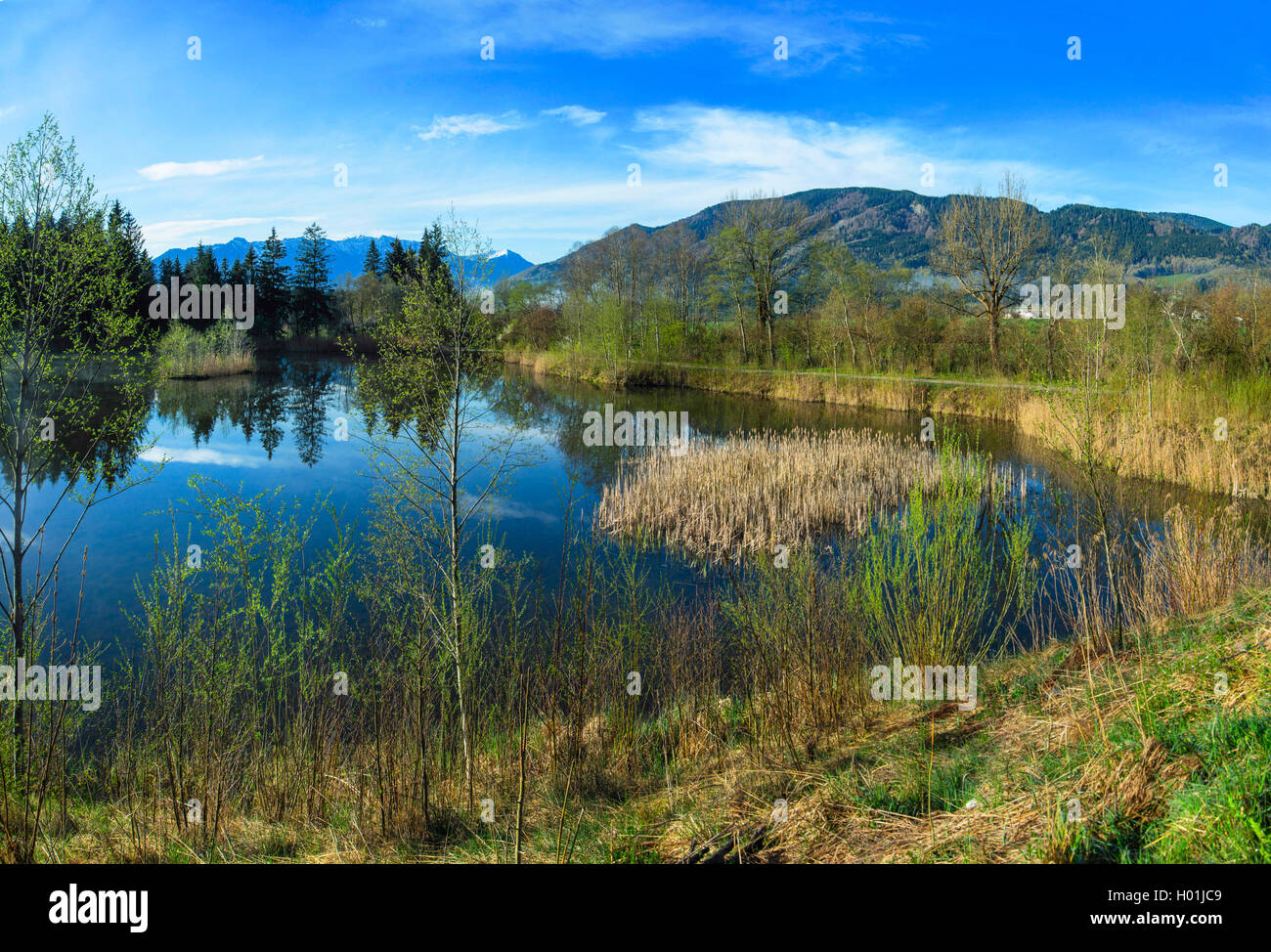 Moor pond t di Murnau Moos con vista sulle montagne di Ammer, in Germania, in Baviera, Oberbayern, Alta Baviera, Murnauer Moos Foto Stock