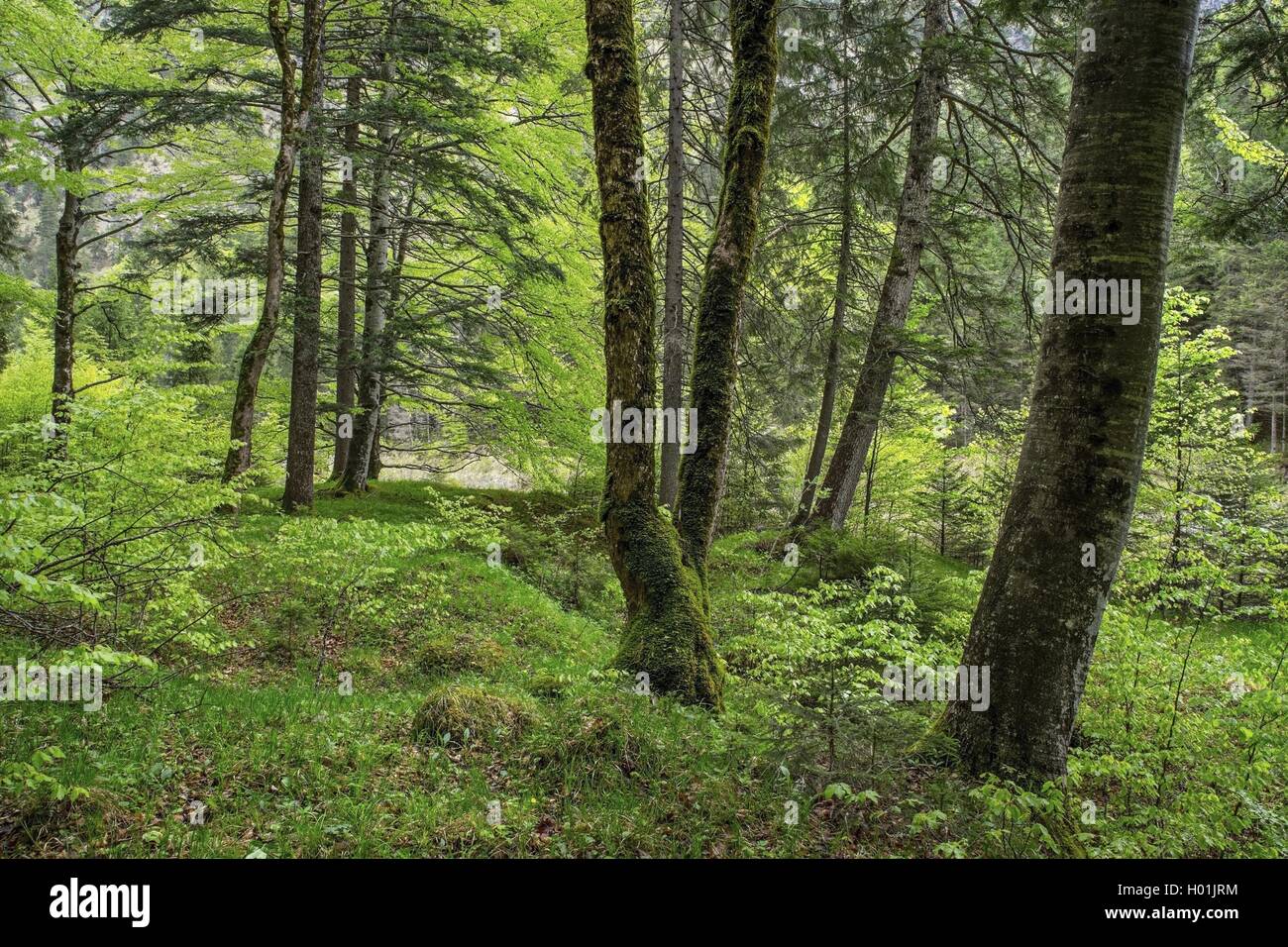 Foresta di primavera, in Germania, in Baviera, Oberbayern, Alta Baviera, Ammergebirge Foto Stock Foresta di primavera, in Germania, in Baviera, Oberbayern, Alta Baviera, Ammergebirge Foto Stock