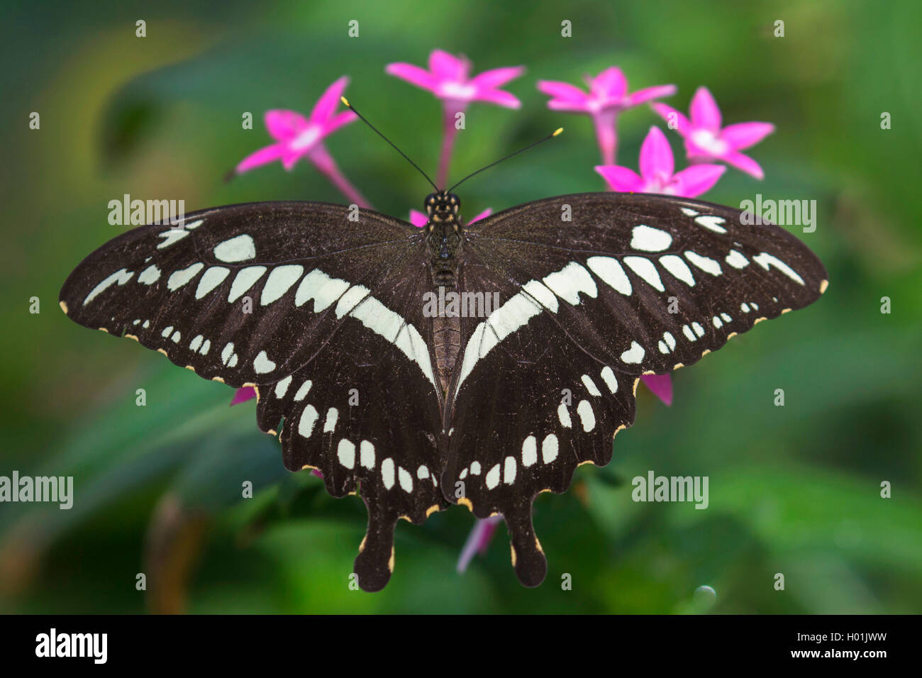 Costantino coda forcuta (Papilio constantinus), seduto su un fiore, vista da sopra, Africa Foto Stock