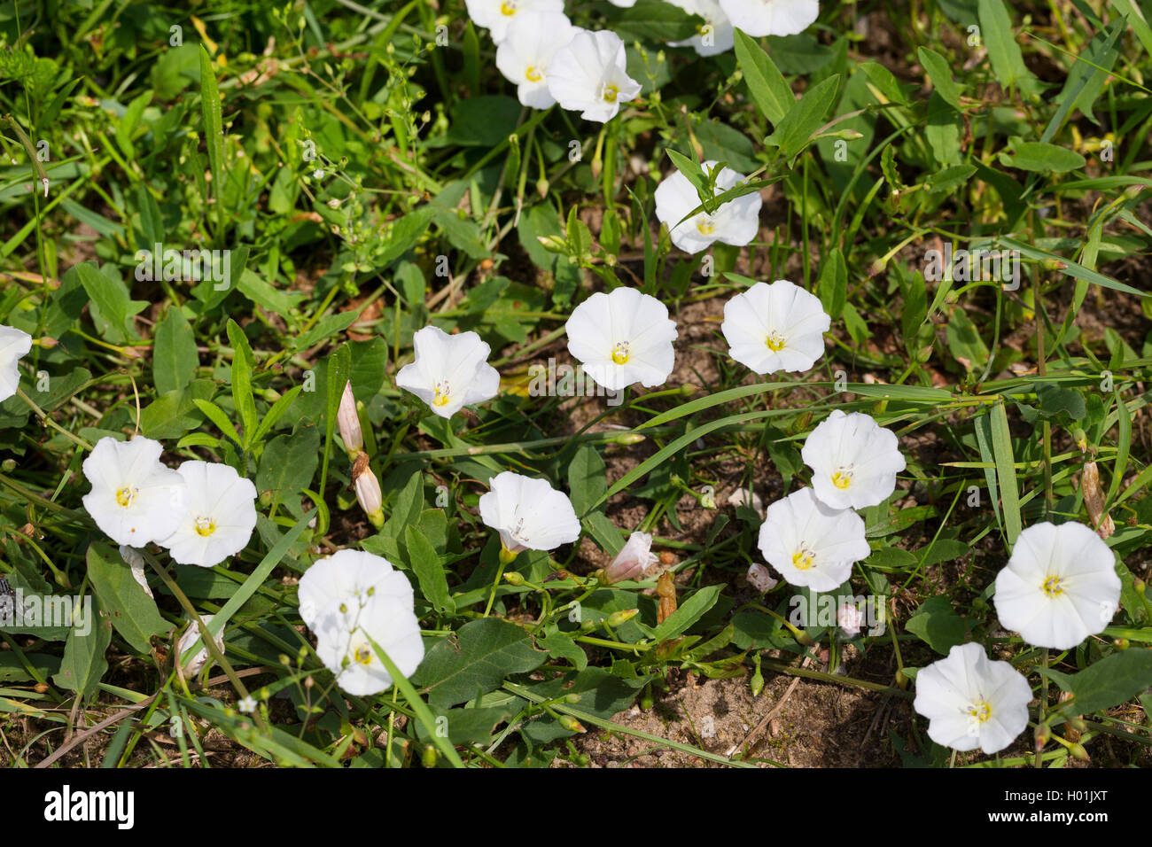 Campo centinodia, campo di mattina-gloria, piccole centinodia (Convolvulus arvense), fioritura, Germania Foto Stock