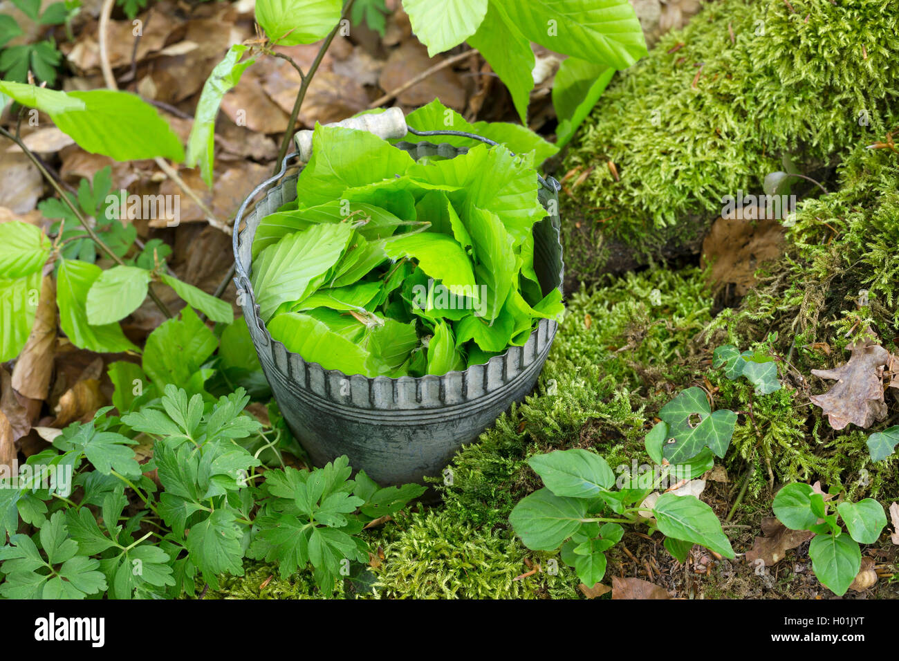 Comune di faggio (Fagus sylvatica), youngf foglie sono raccolti in un secchio, Germania Foto Stock