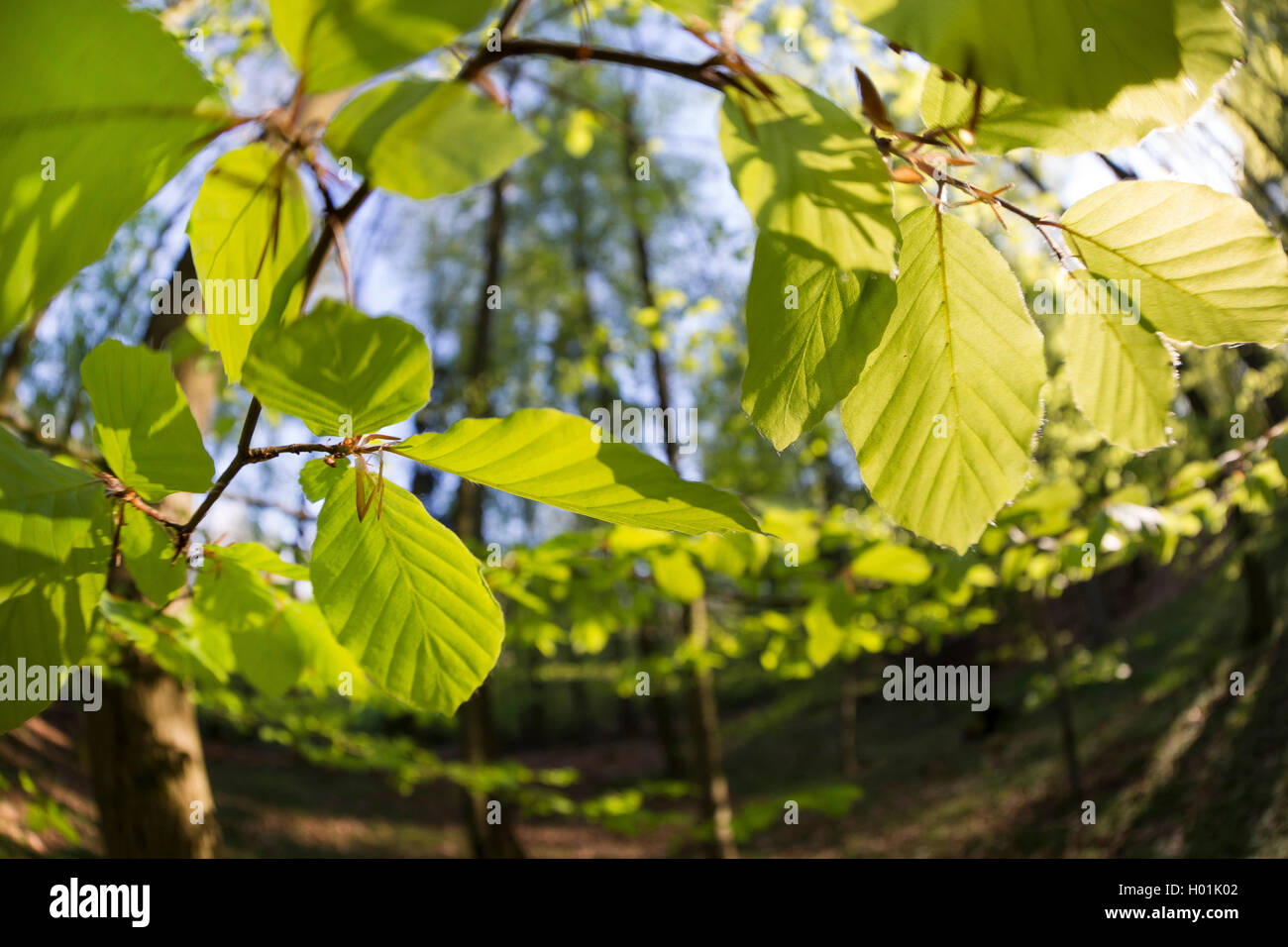 Comune di faggio (Fagus sylvatica), foglie giovani iun retroilluminazione, Germania Foto Stock