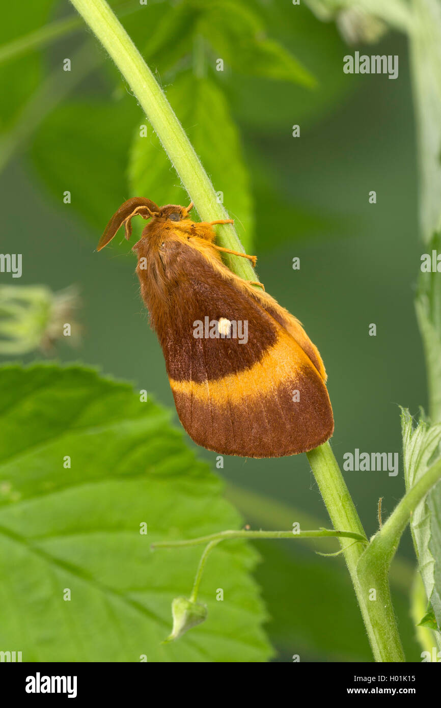 Oak eggar (Lasiocampa quercus, Lasiocampa scopolii), maschio, Germania Foto Stock