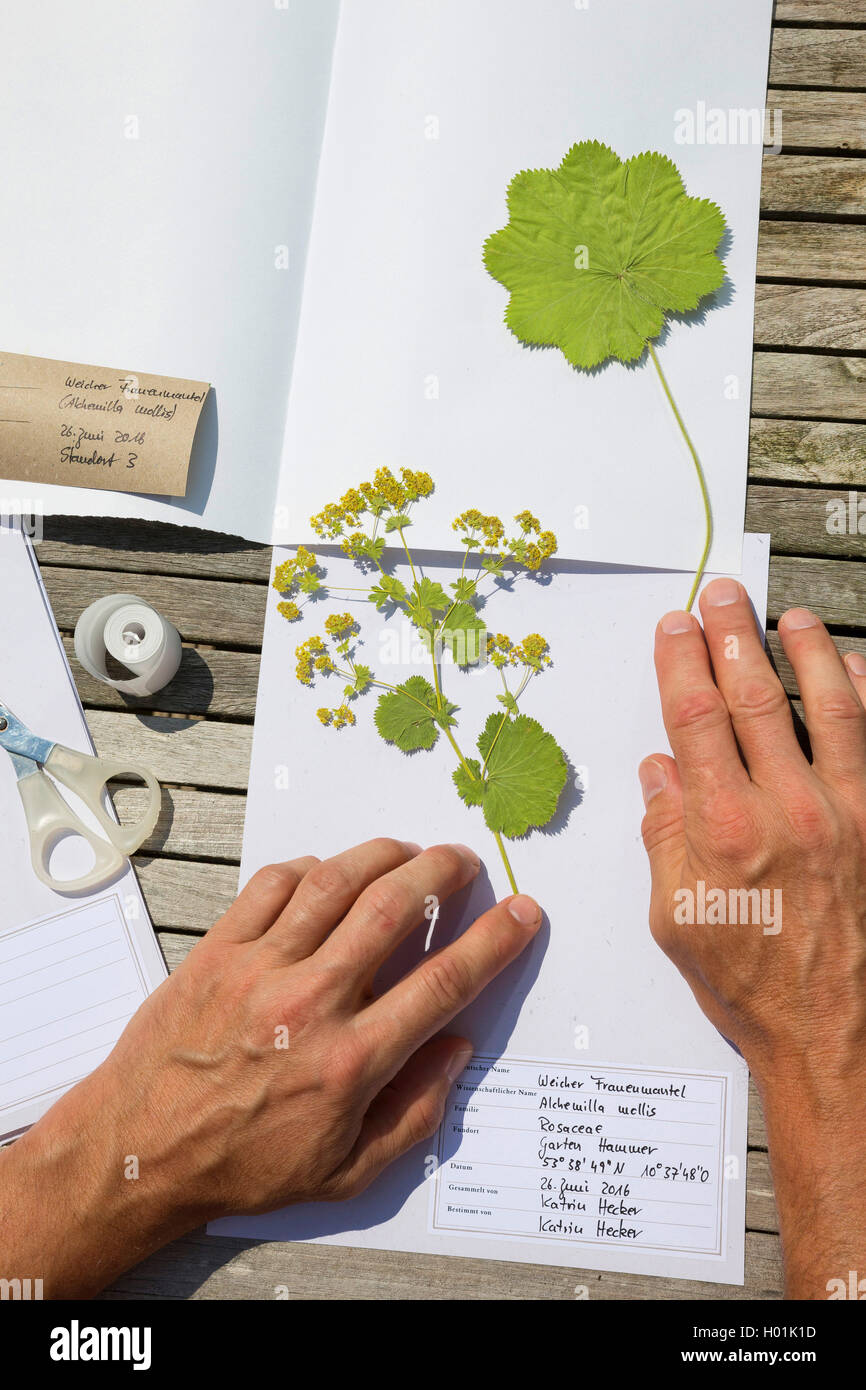 Lady del mantello (Alchemilla mollis), premuto impianto sono messi in per l'erbario, Germania Foto Stock