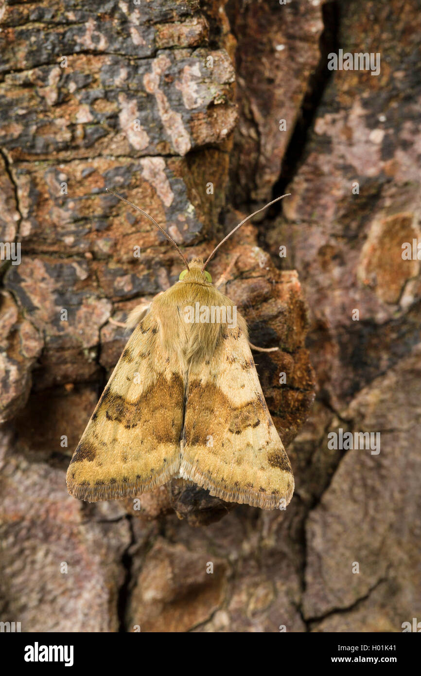 Trifoglio di marmo (Heliothis viriplaca, Heliothis dipsacea), siede sulla corteccia, Germania Foto Stock