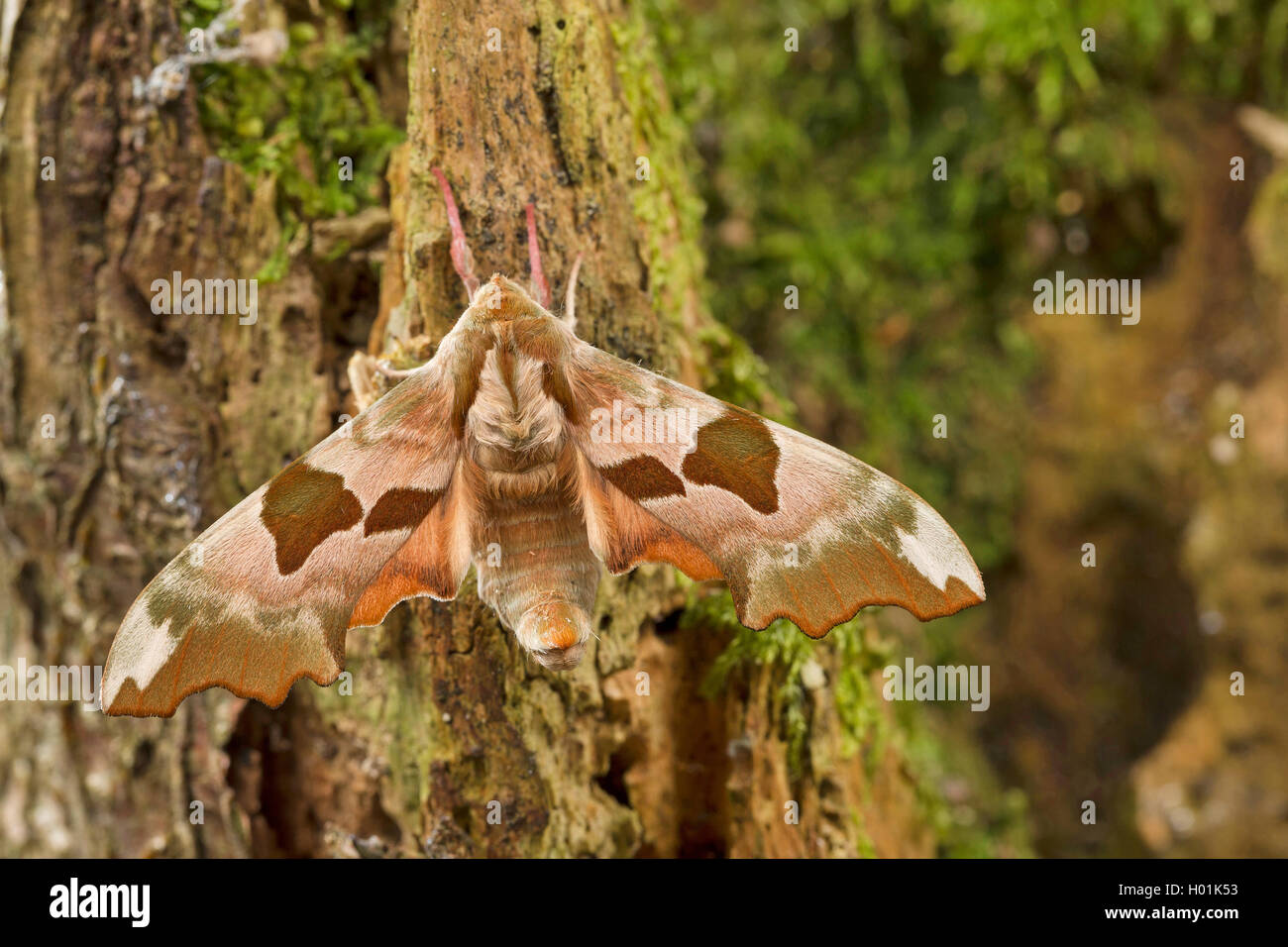 Lime hawkmoth (Mimas tiliae), a mosscovered legno morto, vista da sopra, Germania Foto Stock