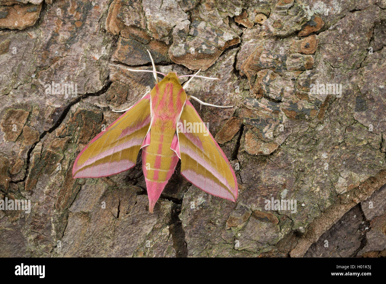 Elephant hawkmoth (Deilephila elpenor), alla corteccia, vista da sopra, Germania Foto Stock