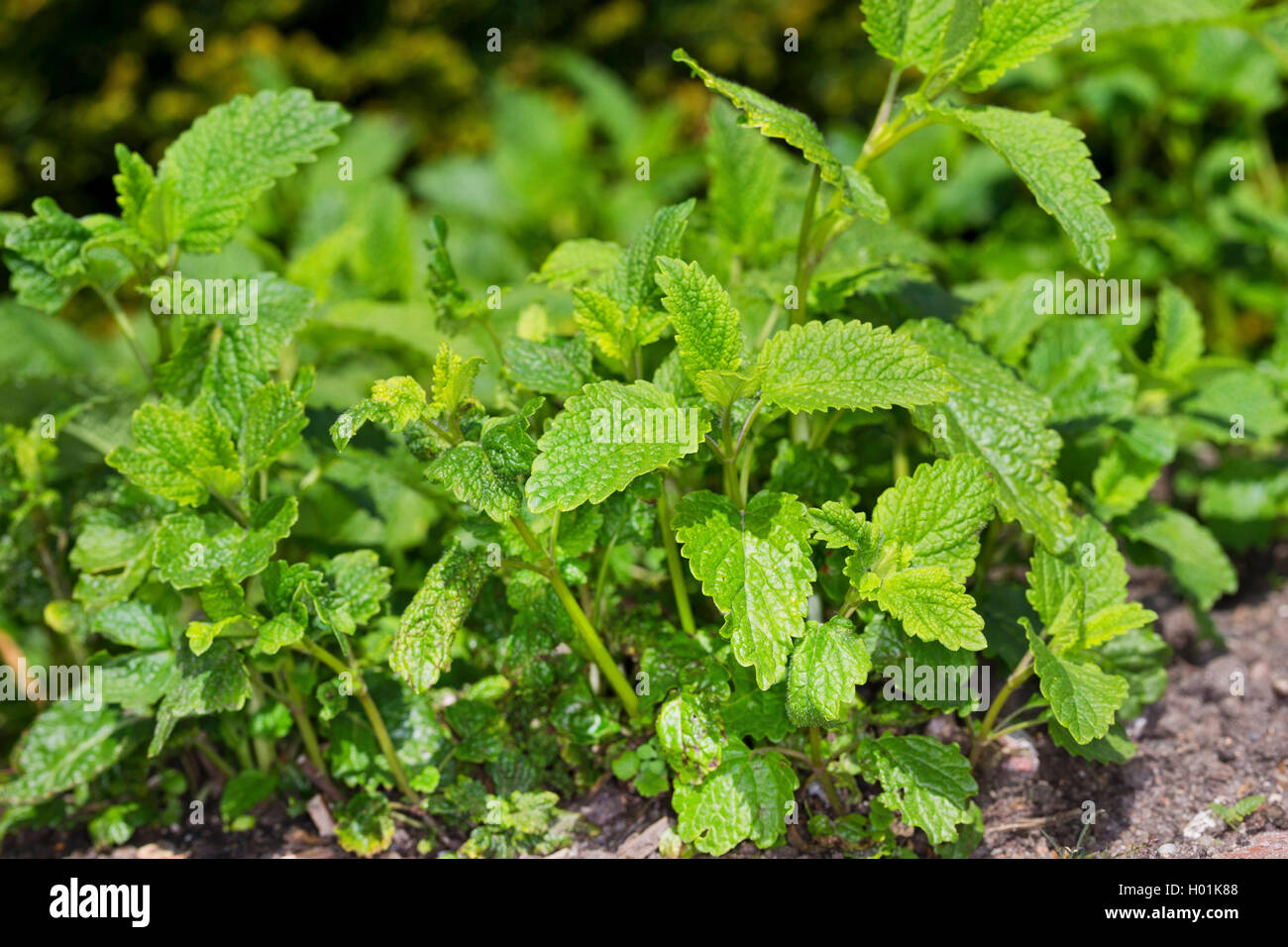 Melissa, giardino balsamo (Melissa officinalis), foglie giovani, Germania Foto Stock