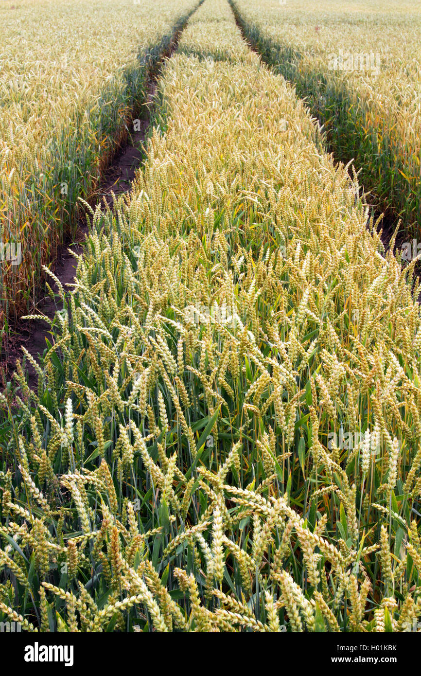 Saat-Weizen, Saatweizen, Weich-Weizen, Weichweizen, Weizen (Triticum aestivum), Traktorspuren in einem Weizenfeld unkrautfreien, Foto Stock