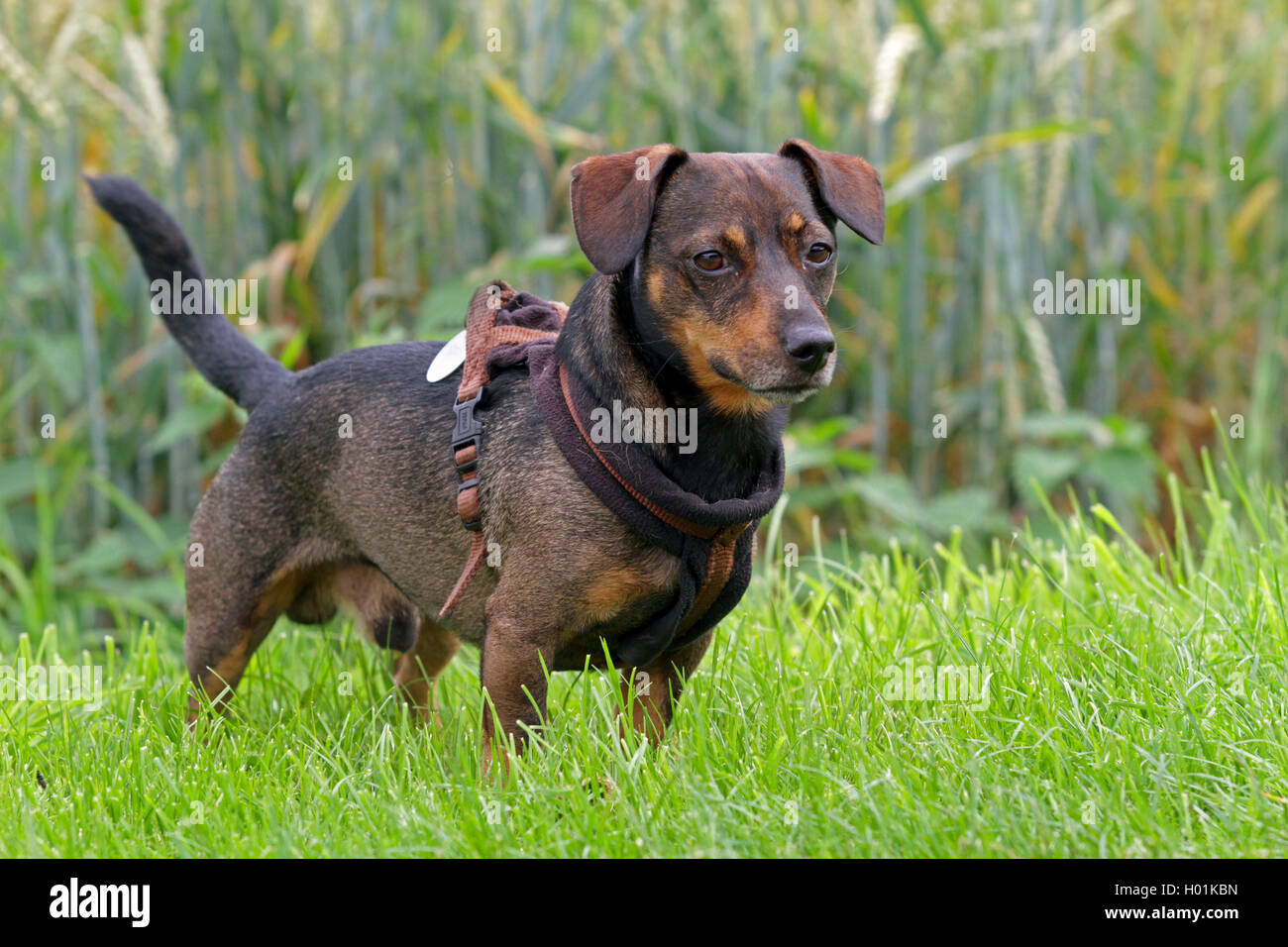 Bassotto razza cane, cane maschio in piedi in un prato, Germania Foto Stock