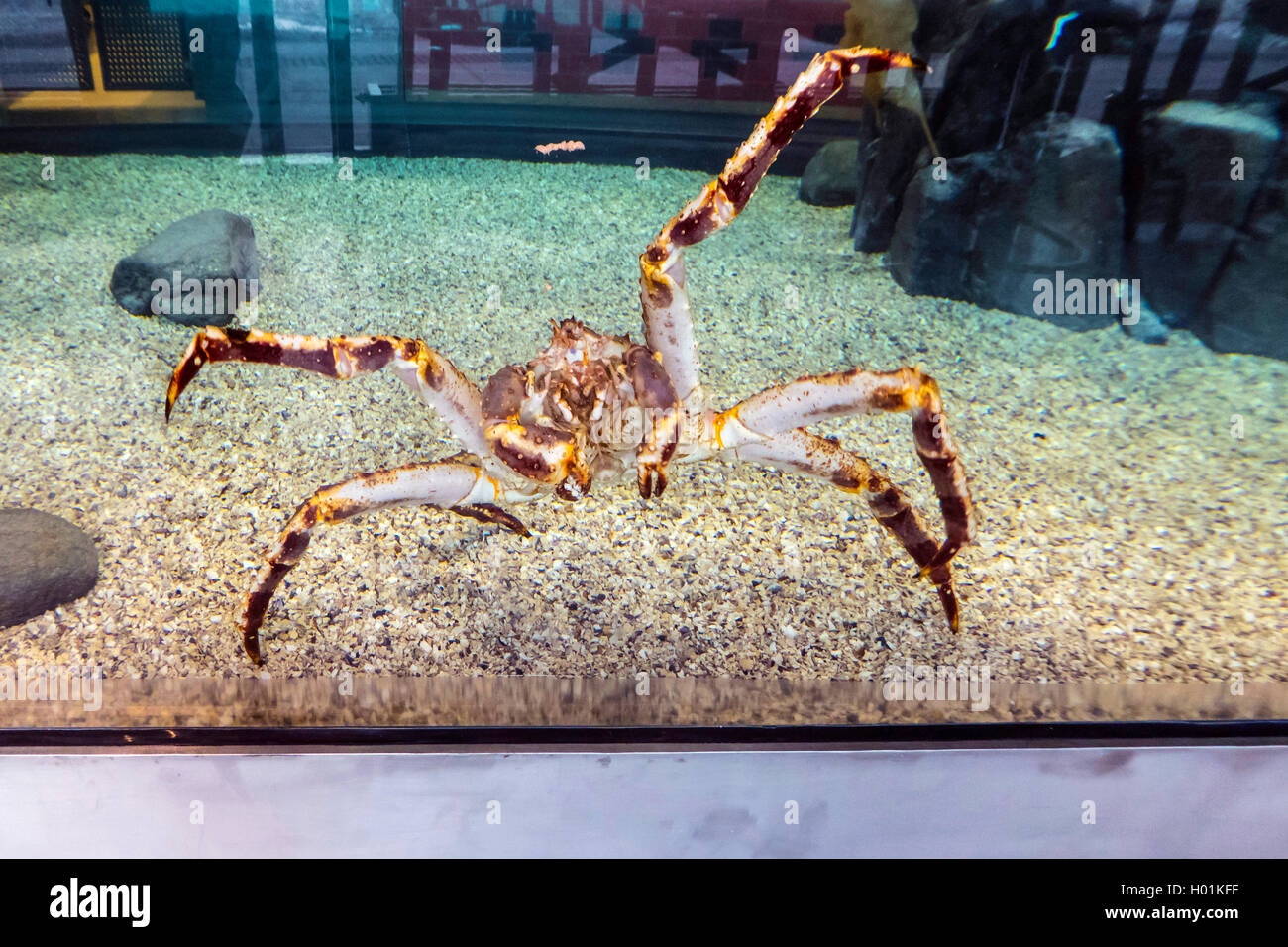 Re del granchio rosso re granchio, Alaskan king crab, Alaskan re pietra granchio (Giapponese granchio, Kamchatka crab, granchio russo) (Paralithodes camtschaticus), in un acquario, vista frontale Foto Stock