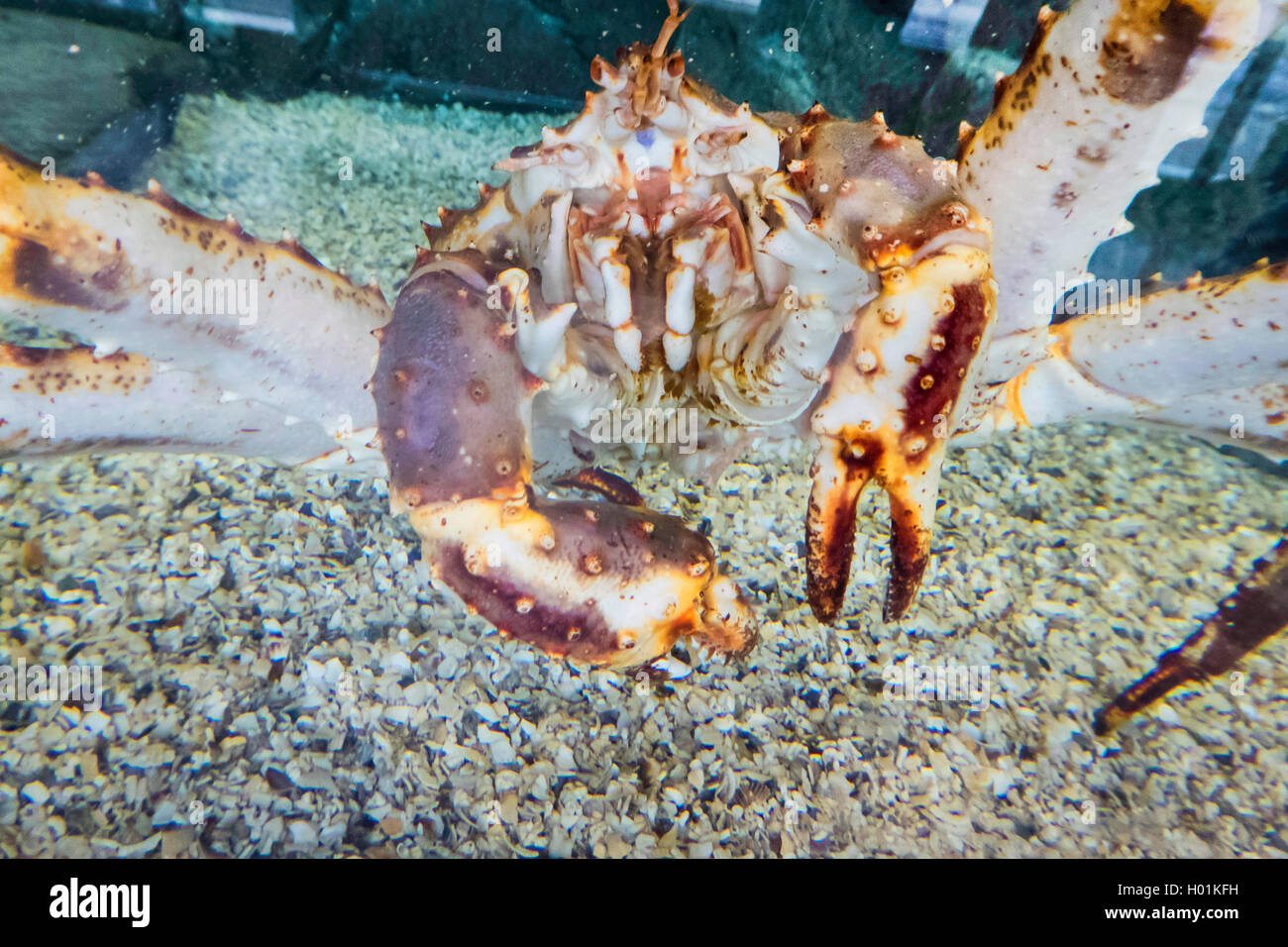 Koenigskrabbe (Kronenkrebs, Kamschatkakrebs), Alaska-Koenigskrabbe, Kamschatka-Krabbe (Paralithodes camtschaticus), in einem Aqu Foto Stock