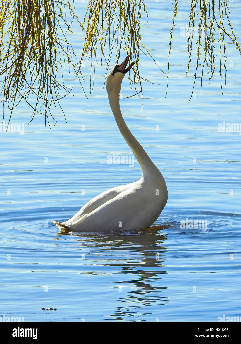 Cigno (Cygnus olor), nuoto swan mangiare willow tree foglie, vista laterale, Germania Foto Stock