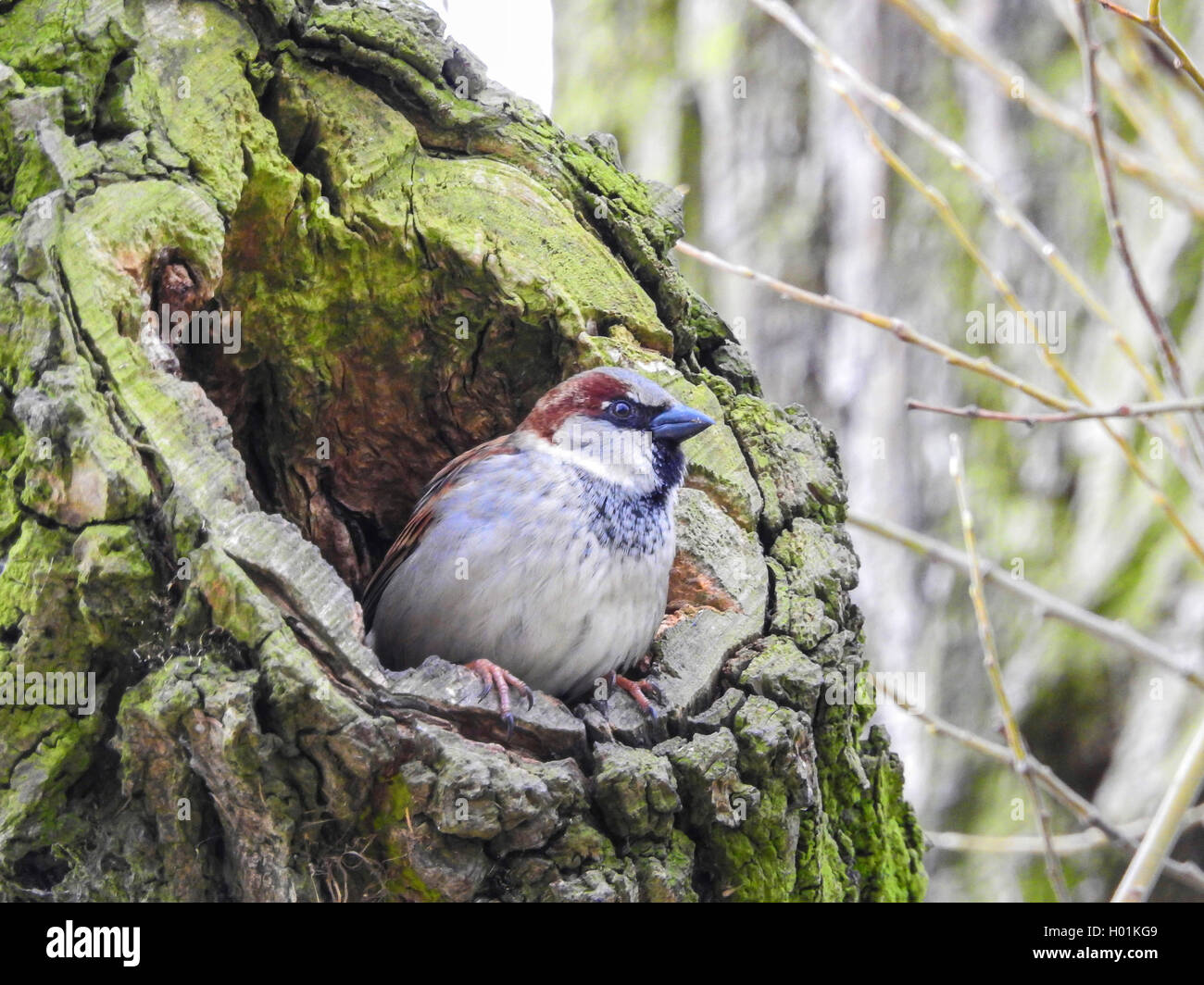 Casa passero (Passer domesticus), maschio di allevamento scavano, seduti in un knothole, Germania Foto Stock