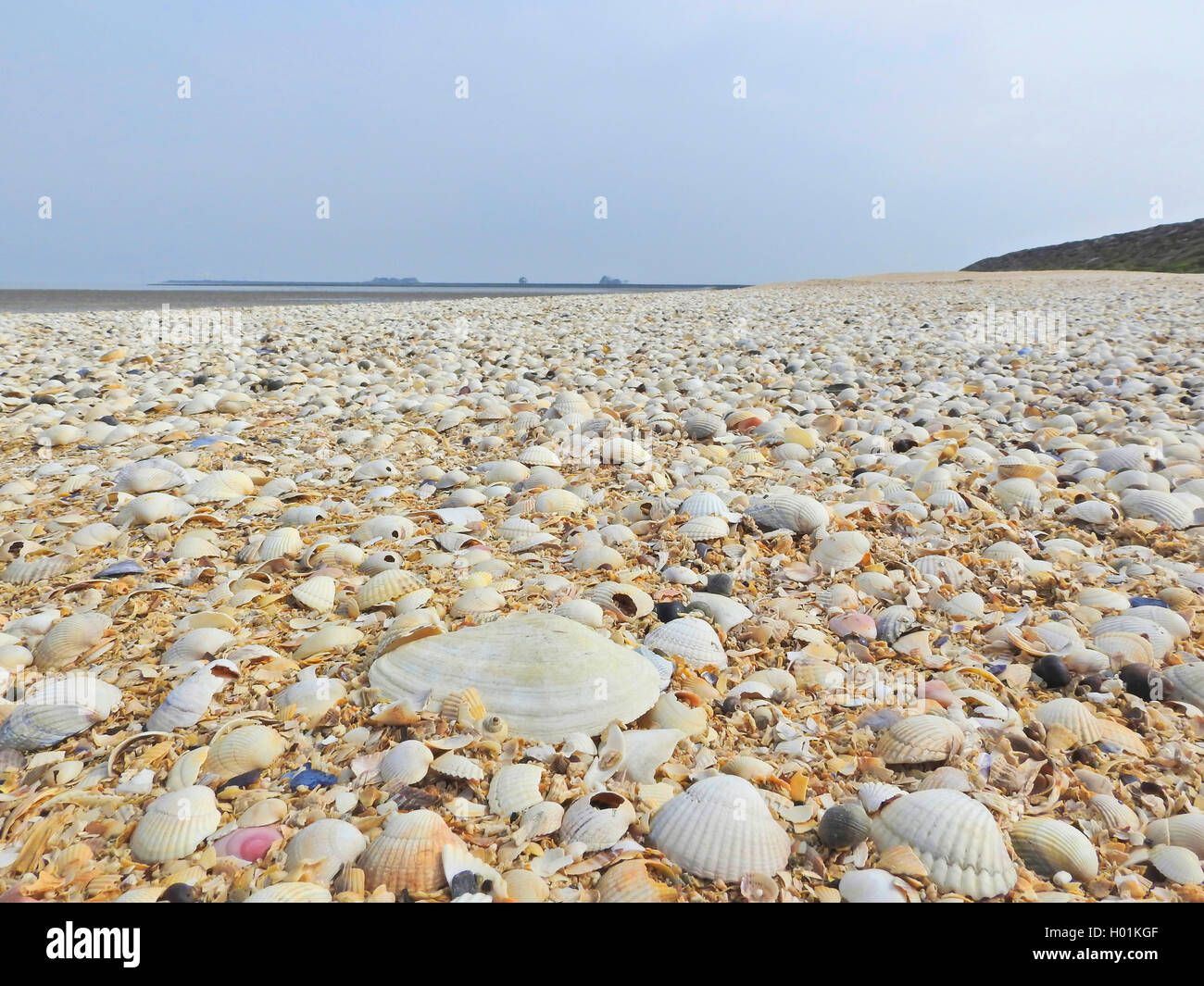 Conchiglie sulla costa del Mare del Nord, Hallig Hooge, Germania, Schleswig-Holstein, Hallig Hooge Foto Stock