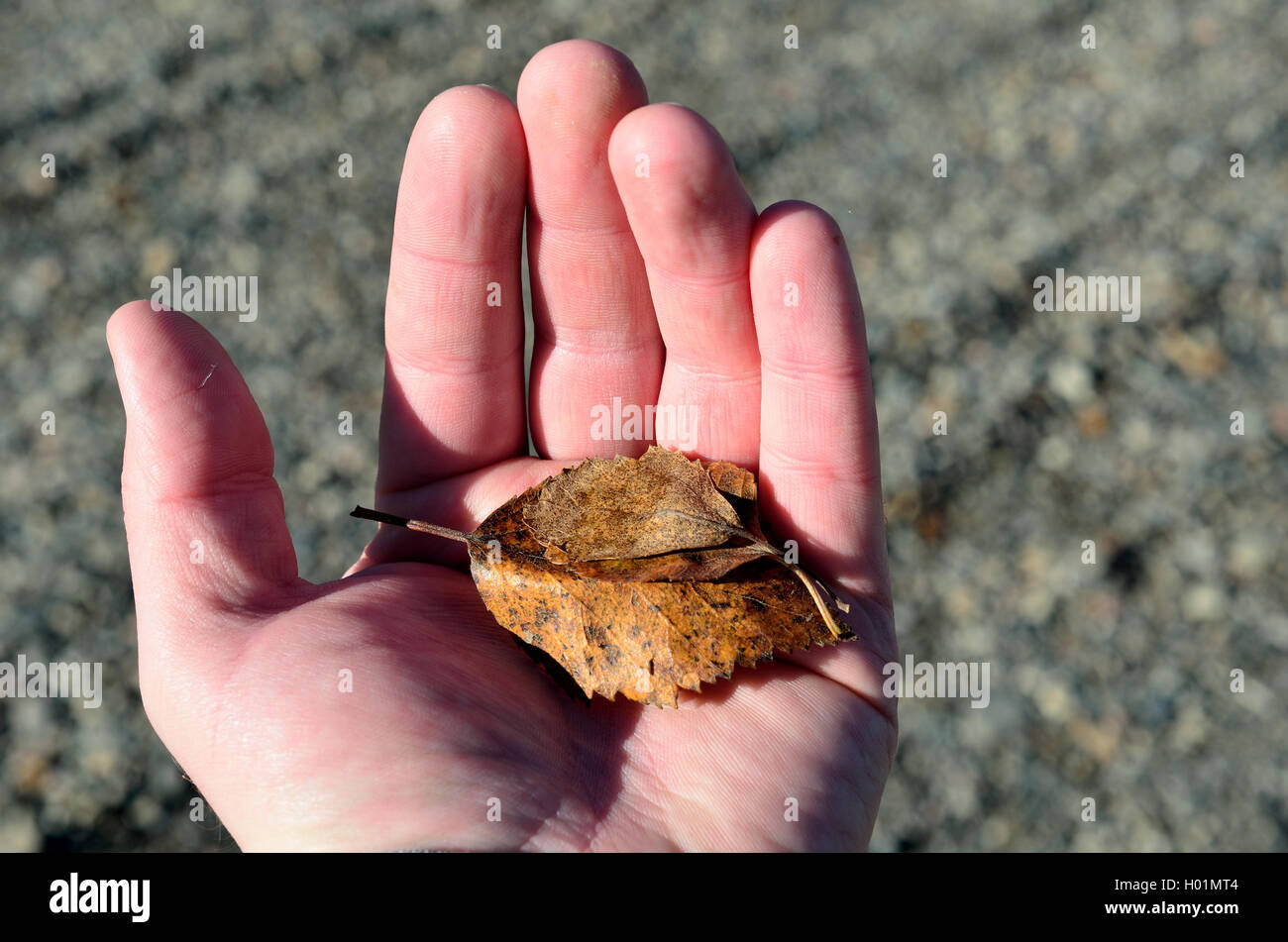 Mano umana tenendo un piccolo morire autumn leaf in palm Foto Stock