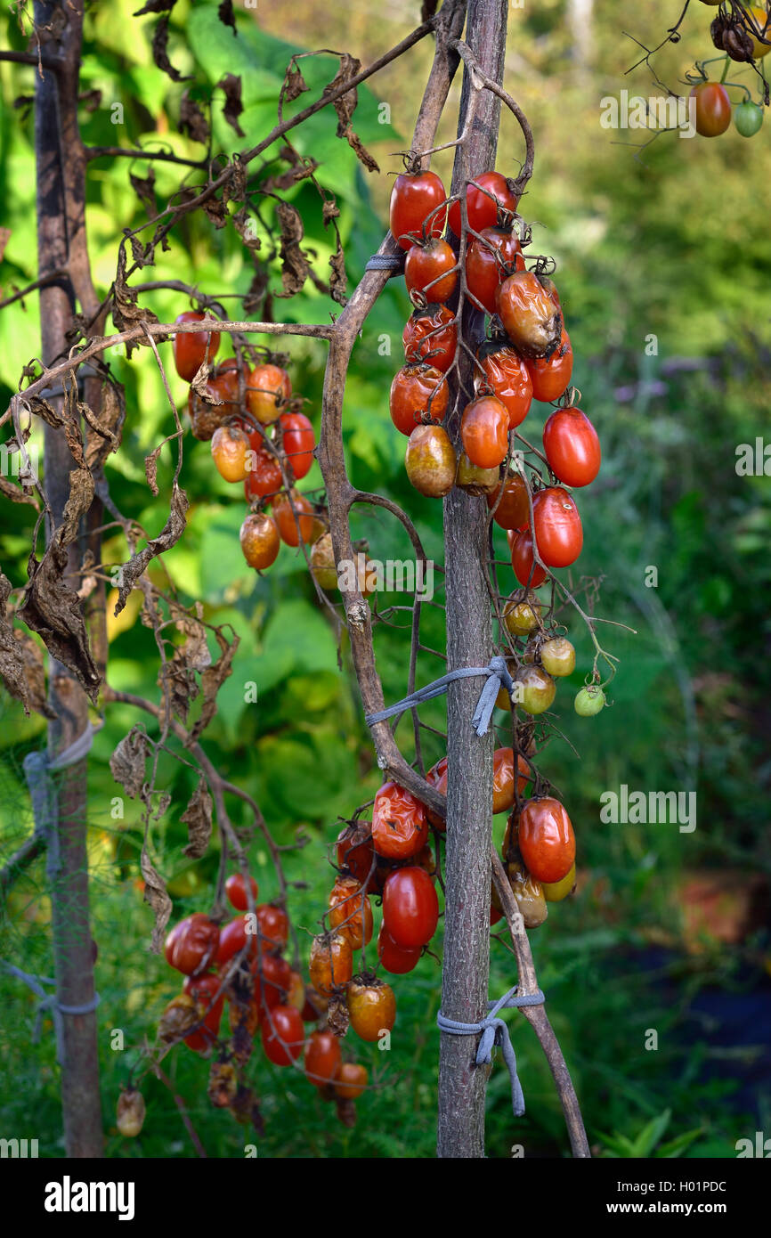 Pomodoro malattie fungine - late blight (Phytophthora infestans). Marciume bruno outdoor pomodori in un giardino. Foto Stock