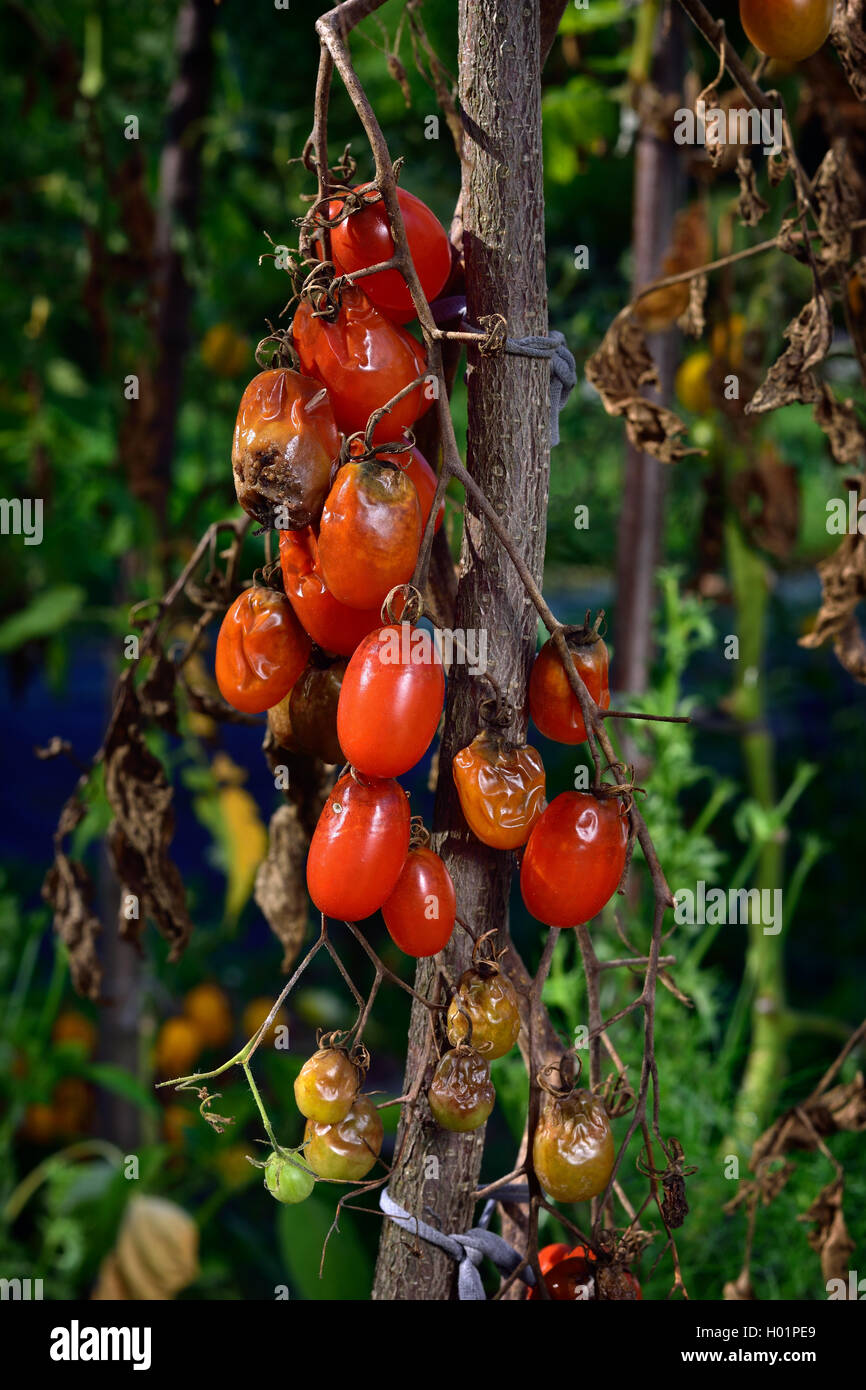 Pomodoro malattie fungine - late blight (Phytophthora infestans). Marciume bruno outdoor pomodori in un giardino. Foto Stock